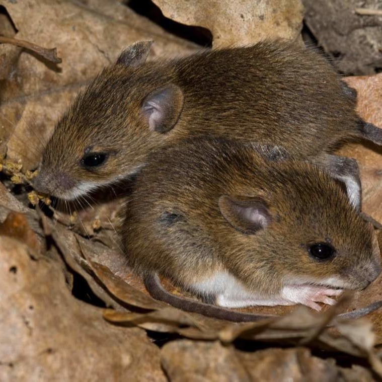 Уничтожения мышей в частном доме в Брянске?