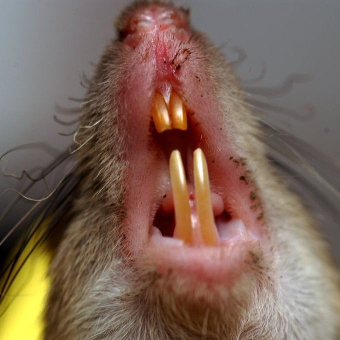 Дератизация крыс в Брянске?